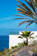 Image showing beautiful view on blue ocean water and palm tree