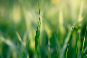 Image showing spring background with grass on meadow