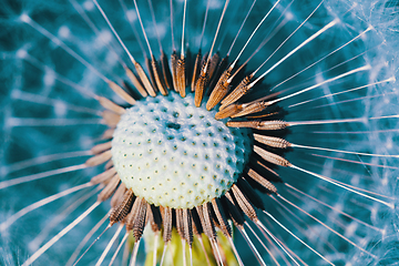 Image showing Dandelion flower in spring