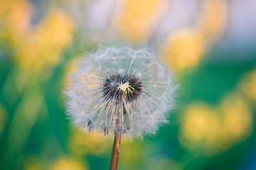 Image showing Dandelion flower in spring