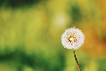 Image showing Dandelion flower in spring