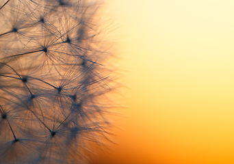 Image showing close up of Dandelion abstract color in sunset