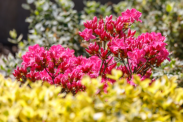 Image showing Pink, red azaleas blooms in spring