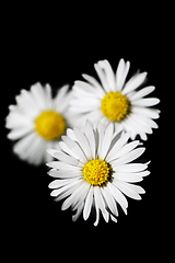 Image showing small spring daisy flower