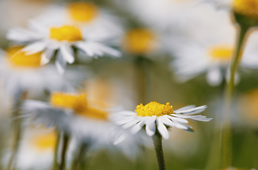 Image showing small spring daisy flower