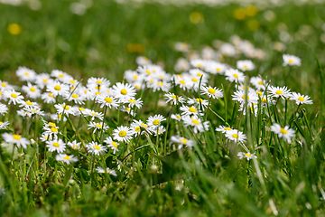 Image showing small spring daisy flower