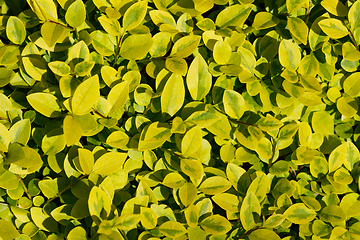 Image showing green leaf texture for background use
