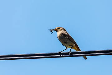 Image showing bird Black redstart with insect in beak