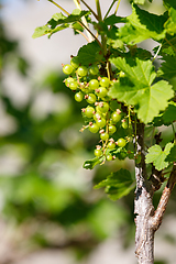 Image showing green unripe currants