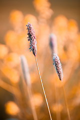 Image showing spring background with grass on meadow