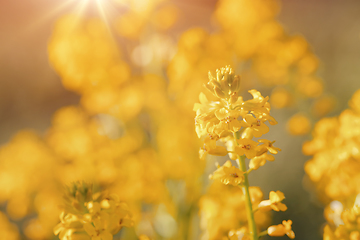 Image showing Close up of Rape flower field