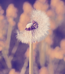 Image showing Dandelion flower in spring