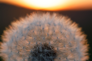 Image showing close up of Dandelion abstract color in sunset