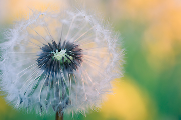 Image showing Dandelion flower in spring