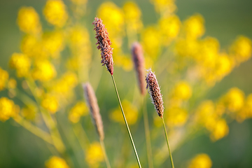 Image showing spring background with grass on meadow