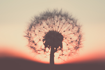 Image showing close up of Dandelion abstract color in sunset