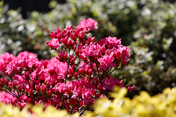 Image showing Pink, red azaleas blooms in spring