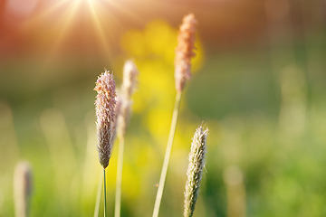 Image showing spring background with grass on meadow