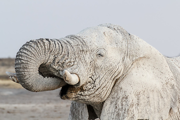 Image showing White african elephants on Etosha waterhole