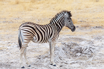 Image showing cute baby of Zebra in african bush