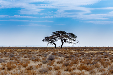 Image showing Acacia tree in the plain of Africa