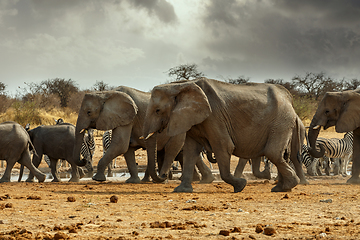 Image showing Majestic african elephants, Etosha, Namibia