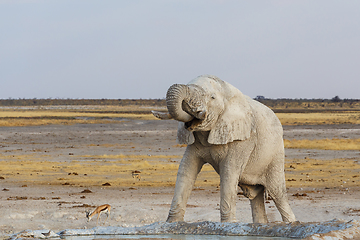 Image showing White african elephants on Etosha waterhole