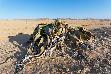 Image showing prehistoric desert plant, Namibia