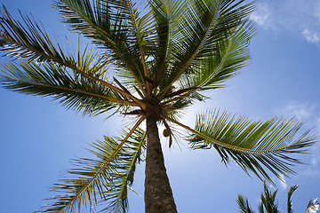 Image showing Closeup Coconut