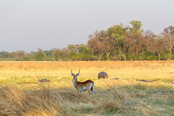 Image showing southern lechwe Africa safari wildlife