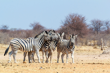 Image showing Zebra family in african bush