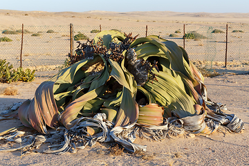 Image showing prehistoric desert plant, Namibia