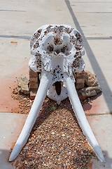 Image showing dried elephant skull