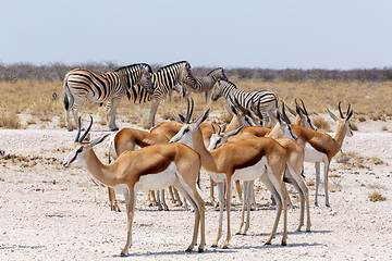 Image showing Springbok Antidorcas marsupialis in Etosha, Namibia