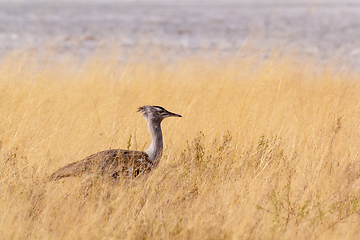 Image showing Kori Bustard in african bush