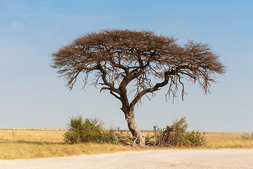 Image showing Acacia tree in the plain of Africa