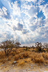 Image showing landscape namibia Etosha game reserve