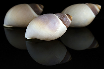 Image showing three Seashell