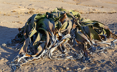 Image showing prehistoric desert plant, Namibia