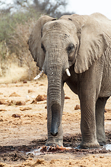 Image showing Majestic african elephants, Etosha, Namibia