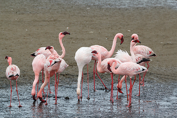 Image showing colony of Rosy Flamingo, africa wildlife