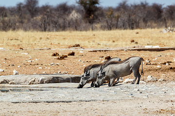 Image showing African Wildlife Warthog