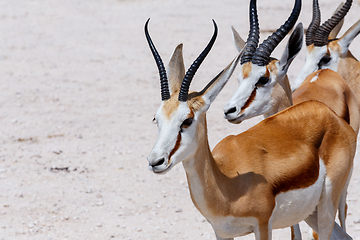 Image showing Springbok Antidorcas marsupialis in Etosha, Namibia