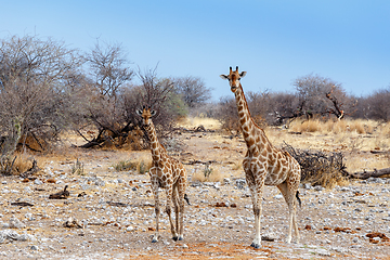 Image showing Giraffe camelopardalis near waterhole, Namibia