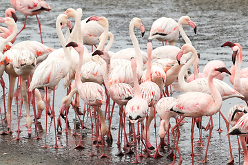 Image showing colony of Rosy Flamingo, africa wildlife