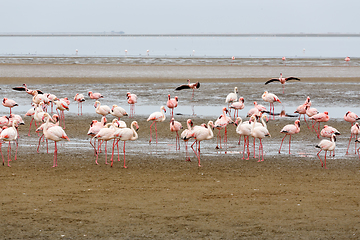 Image showing colony of Rosy Flamingo, africa wildlife