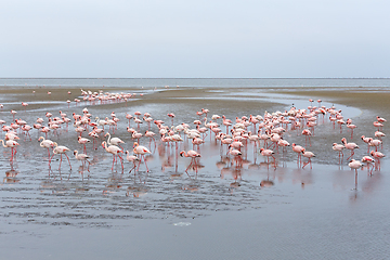 Image showing colony of Rosy Flamingo, africa wildlife