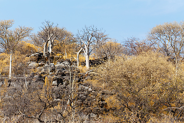 Image showing landscape namibia Etosha game reserve