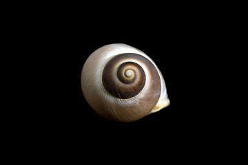 Image showing Seashell