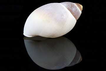 Image showing Seashell